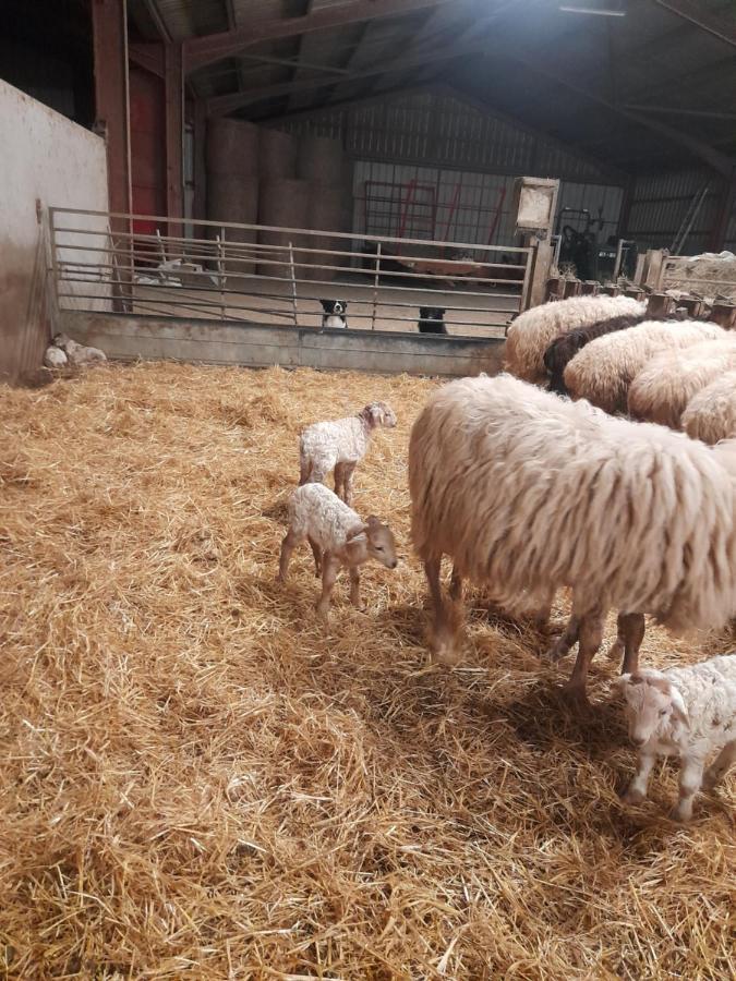 Gite A La Ferme Larranda Suhescun Exterior photo
